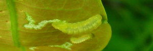 Larvae